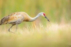 开云体育-巴斯托尼一锤定音，丹麦军团客场力克佛罗伦萨