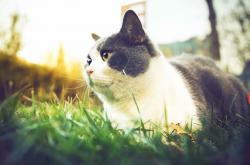 开云平台-沙漠雄鹰对决女神，伊萨克一剑封喉定乾坤