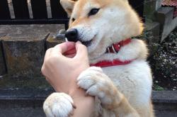 开云APP-南美绿茵风暴，当厄瓜多尔遇上委内瑞拉，C罗统治全场！