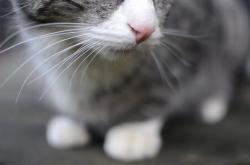 开云APP-足球之夜的双重奏，迪马利亚的完美华章与日本的绝杀奇迹