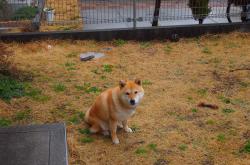 开云平台-塞维利亚锋刃出鞘收割黄色潜水艇，巴雷拉化身关键先生主宰战局