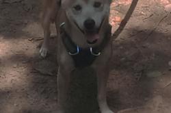 开云体育app-武切维奇关键回合不手软，森林狼鏖战奇才惊险取胜