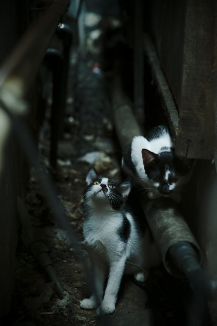 浓眉闪耀关键舞台，广东力克山西展冠军底蕴