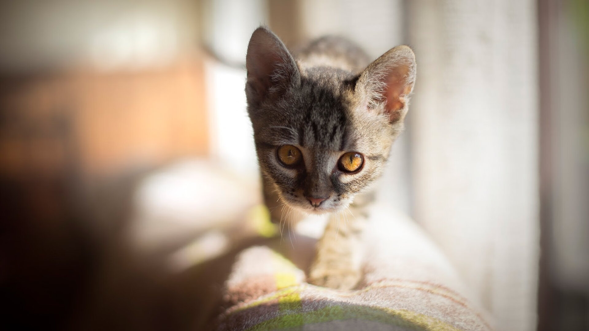 凯塞多闪耀全场，波兰力克巴拉圭赢下焦点对决