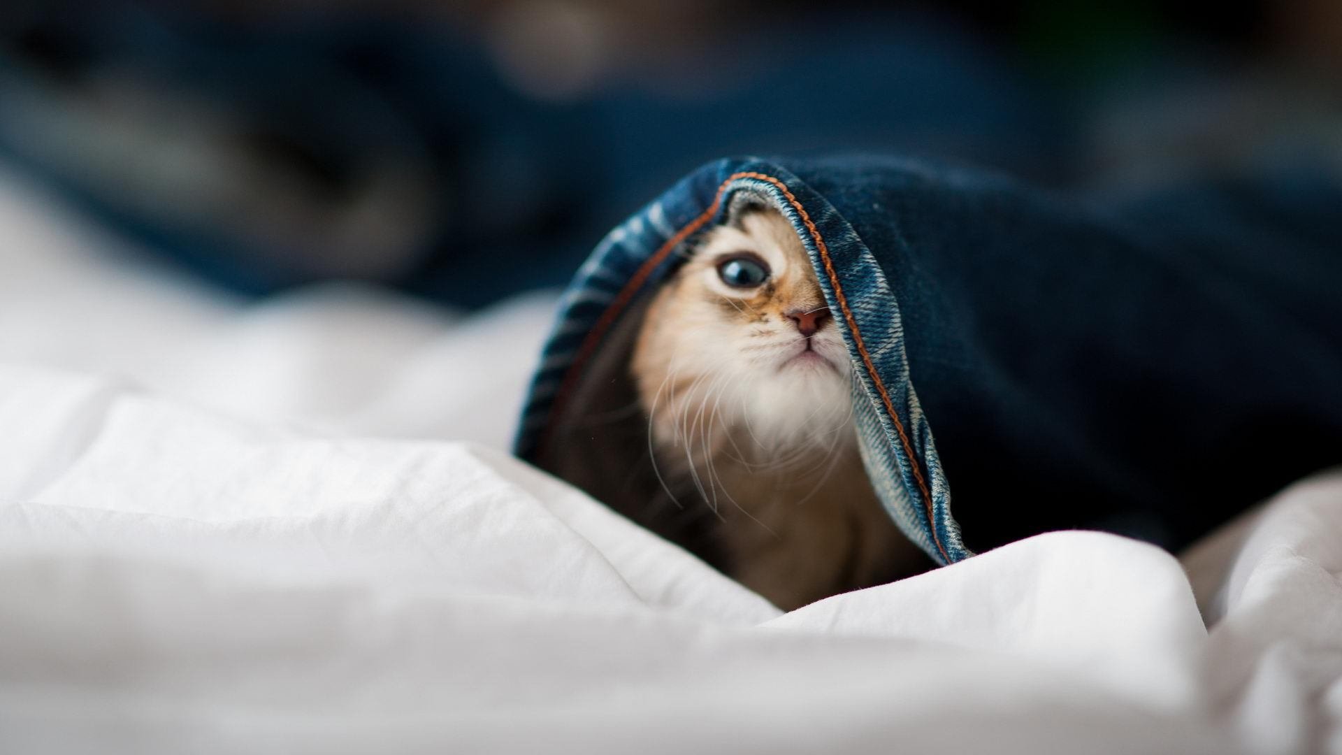 年度焦点之战，当圣西罗的红色烈焰，吞噬了太极虎的骄傲