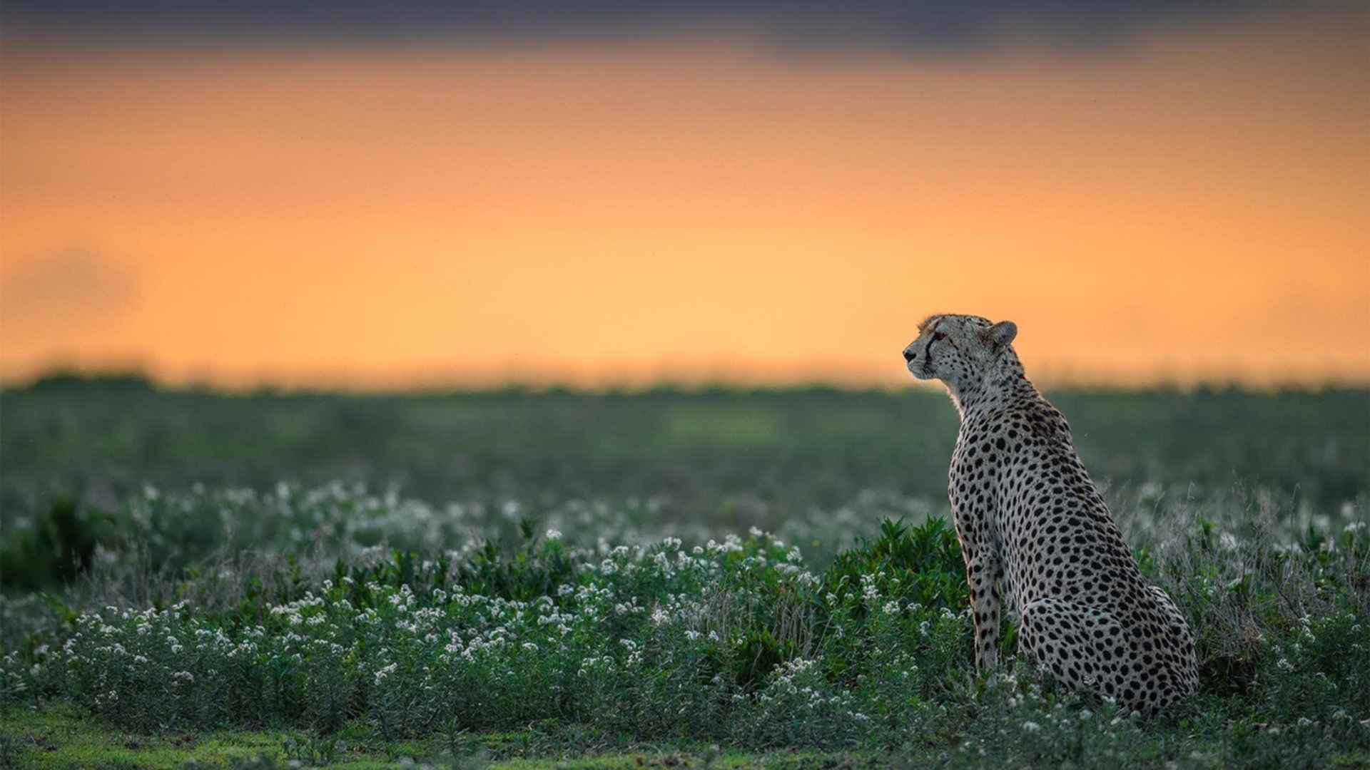 雄鹿鏖战凯尔特人，米切尔的独舞与时代的暗涌