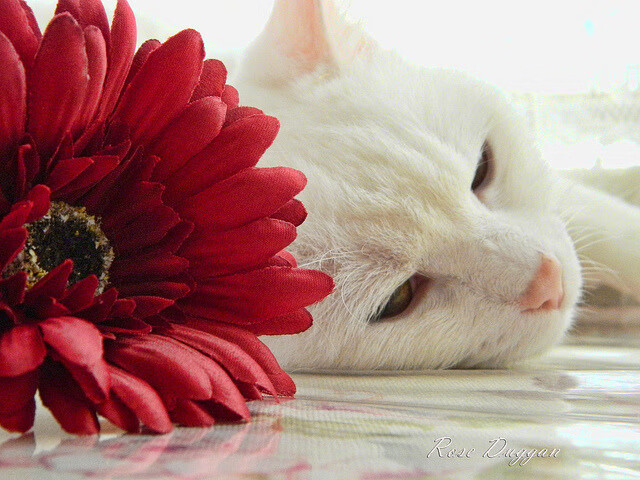 篮球双城记，爵士力克灰熊展韧性，加索尔西甲德比显传奇