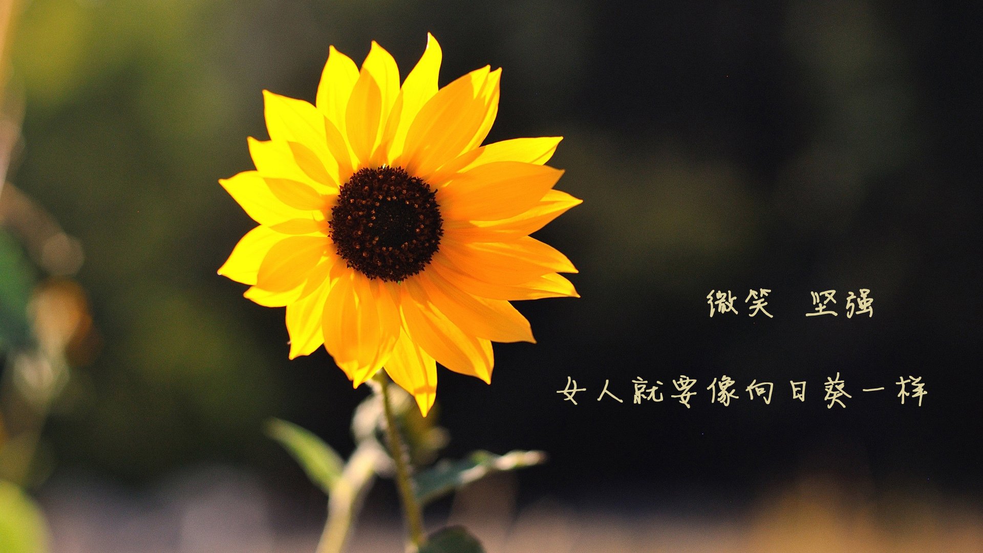 保罗44+9+5统治攻防!上海男篮客场打穿辽宁,总比分扳成1-1