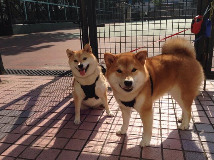 西甲国家德比之夜，一道脆弱的月光如何刺穿钢铁洪流