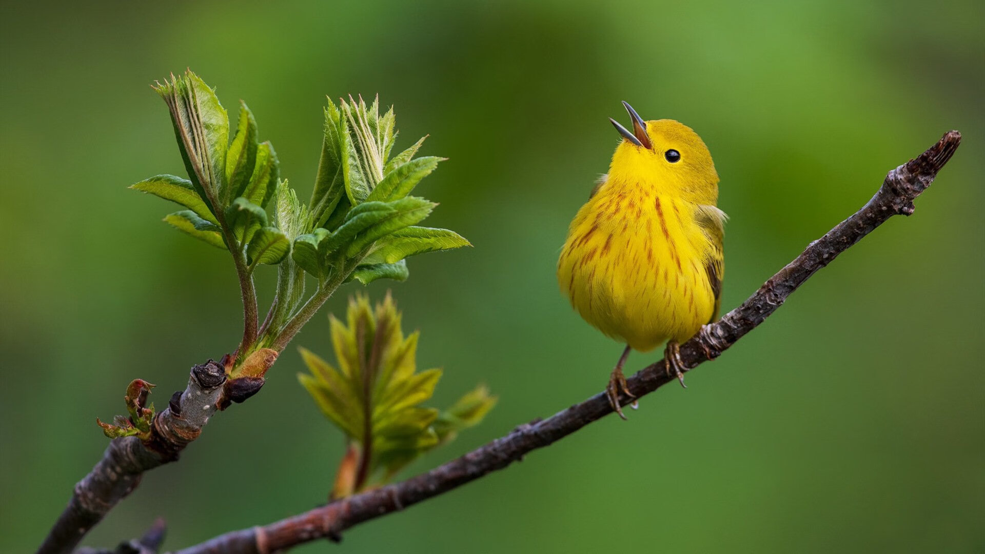 双线绽放，勇士绝境重生与锡安欧陆加冕，体育精神跨越时空共鸣