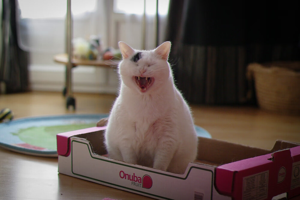 末节之王梅西，一场跨越时空的足球启示录