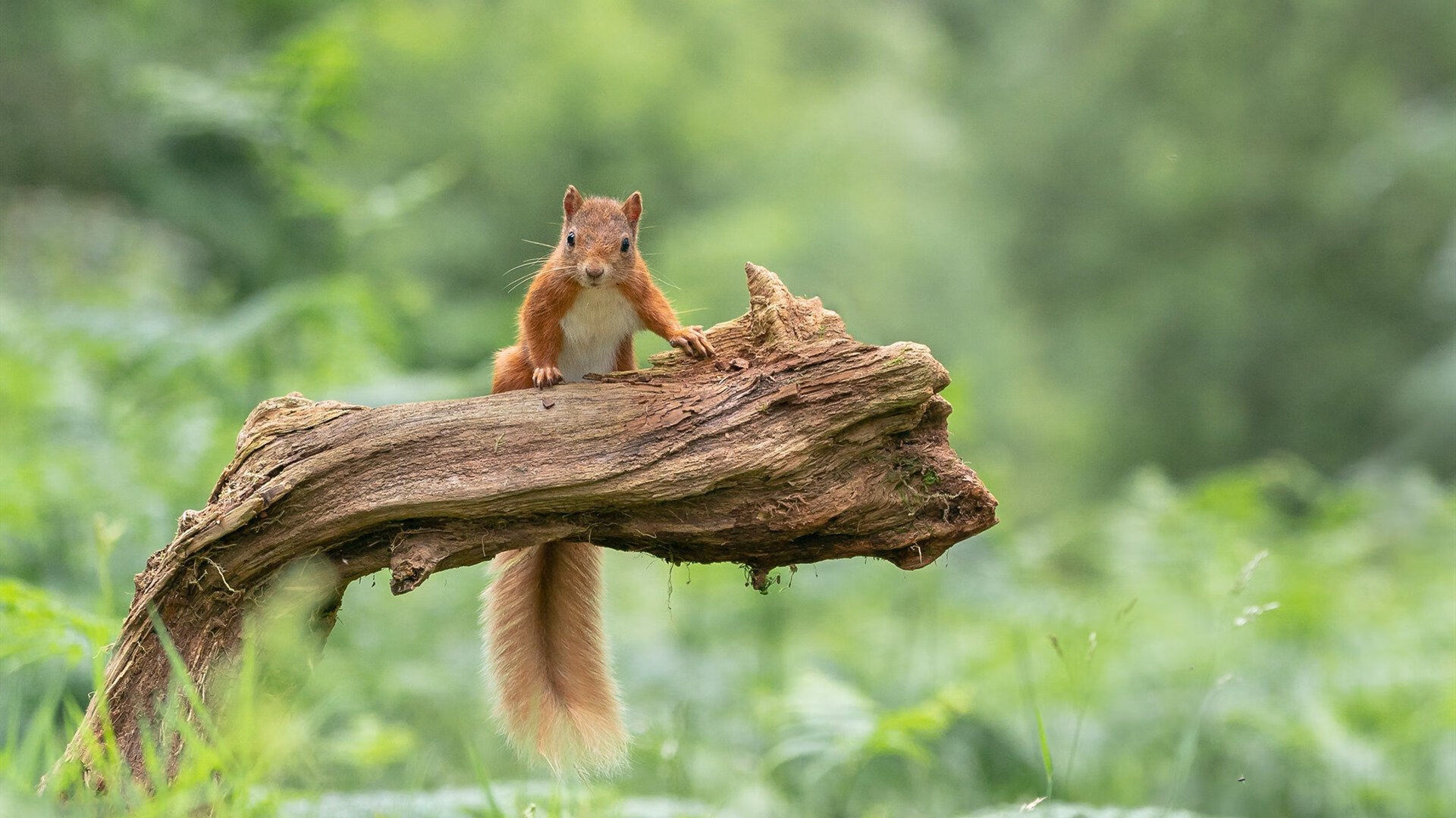 维尼修斯一剑封喉！新西兰与委内瑞拉的殊死战中他如何成为关键先生