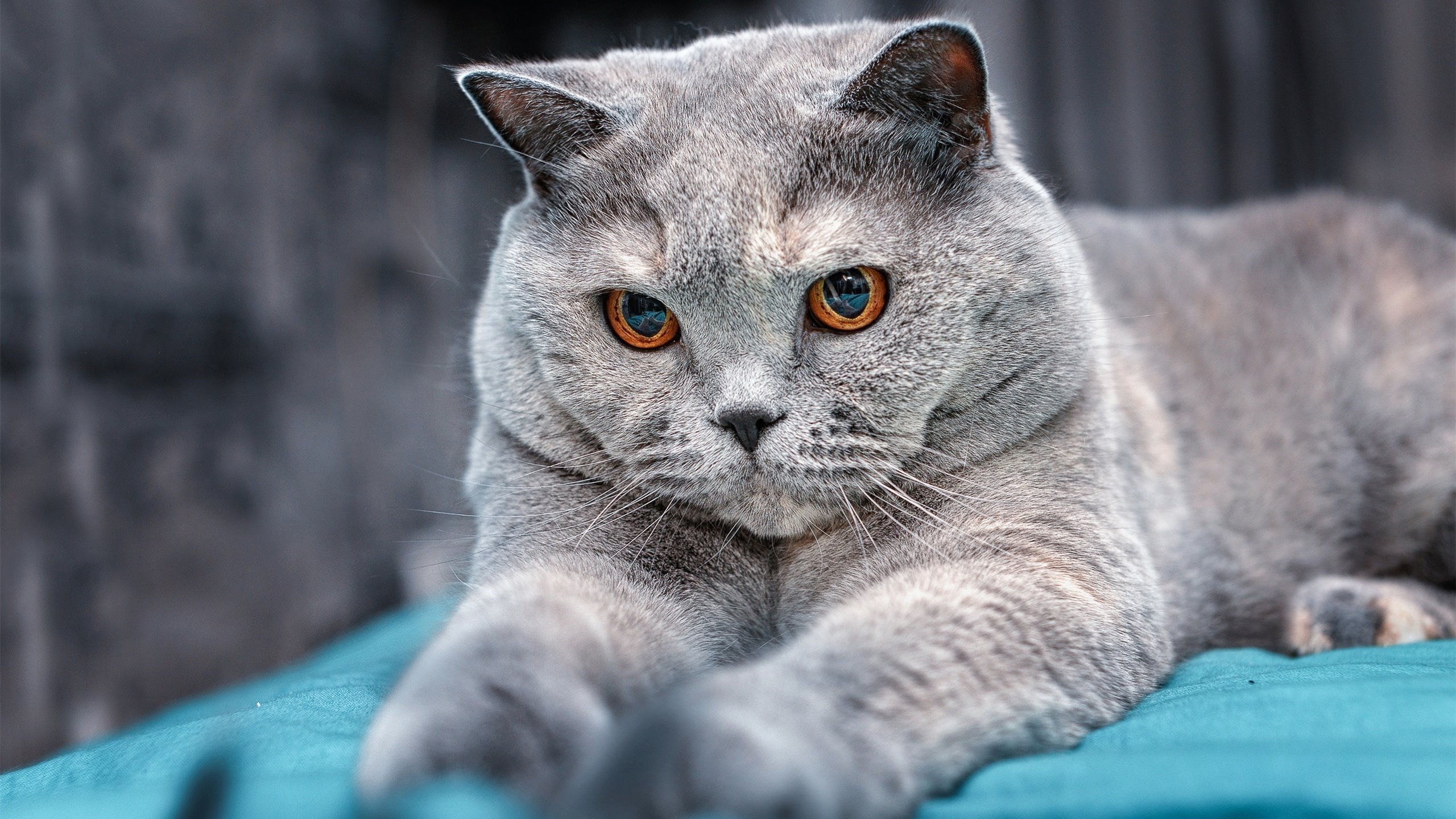 布克节奏完全掌控,NBA季后赛之夜的王者风范