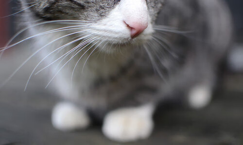 足球之夜的双重奏，迪马利亚的完美华章与日本的绝杀奇迹