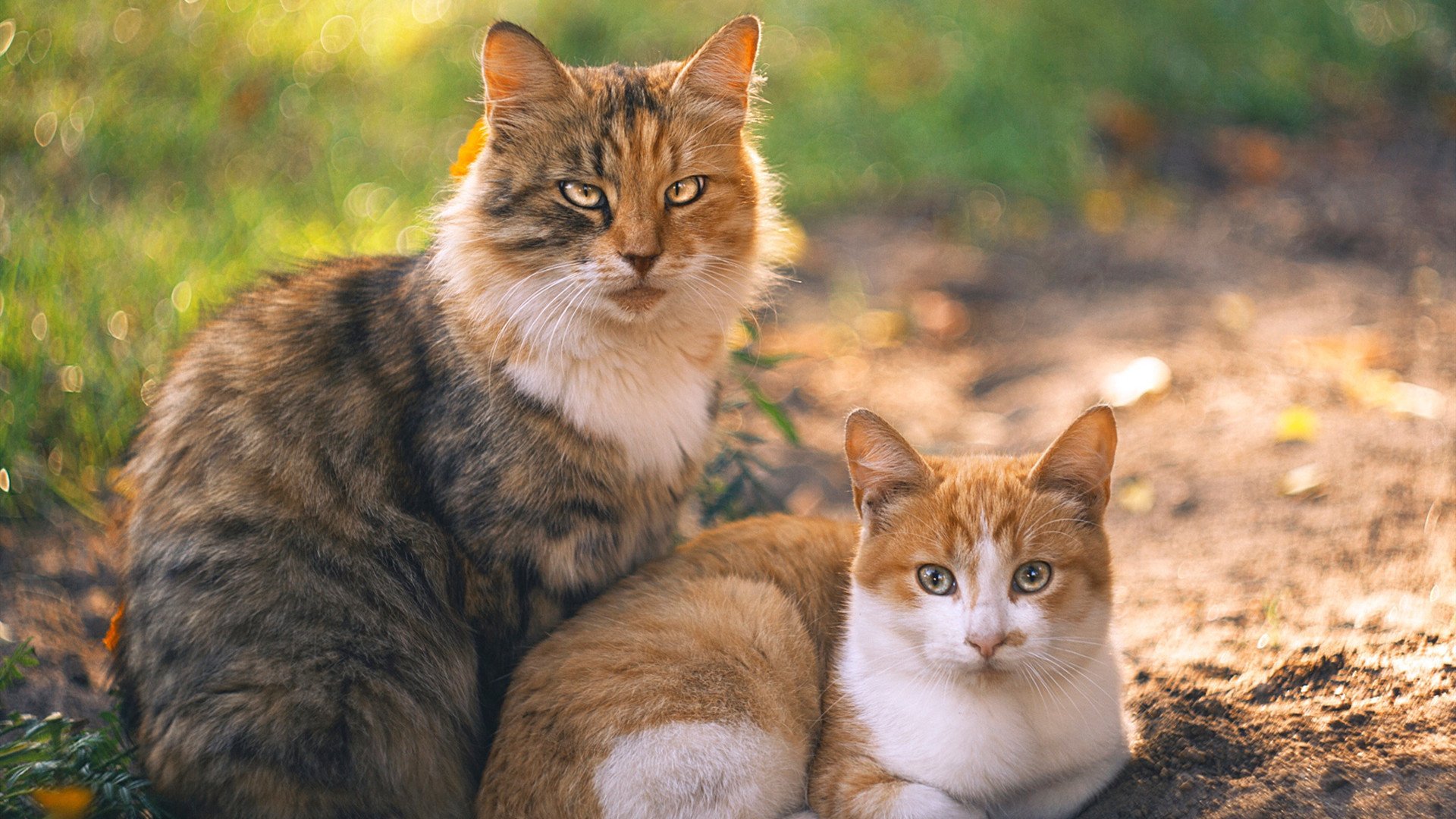 穆勒闪耀，摩纳哥力克塞内加尔，一场定义冠军心态的较量